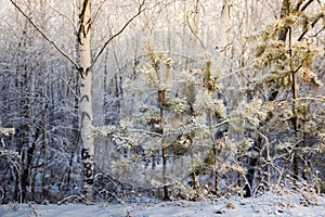 Pine tree branches covered with snow frost in cold tones.