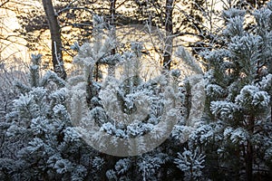 Pine tree branches covered with snow frost in cold tones.