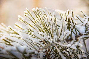 Pine tree branches covered with snow frost in cold tones.