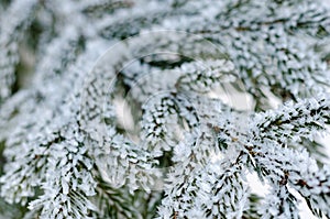 Pine tree branches covered with snow frost in cold tones.