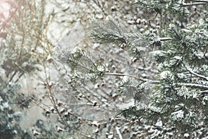 Pine tree branches covered with snow. Frozen tree branch in winter forest. Beautiful winter season background.