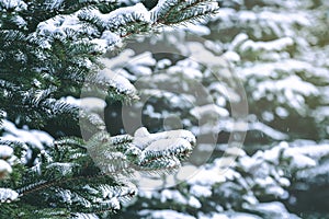 Pine tree branches covered with snow. Frozen tree branch in winter forest. Beautiful winter season background.