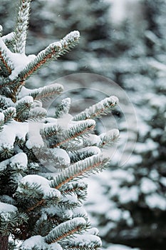 Pine tree branches covered with snow. Frozen tree branch in winter forest. Beautiful winter season background.