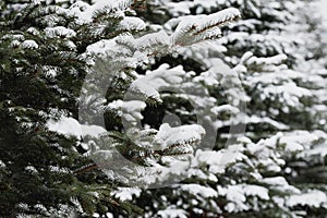 Pine tree branches covered with snow. Frozen tree branch in winter forest. Beautiful winter season background.