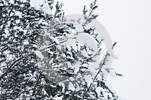 Pine tree branches covered with snow. Frozen tree branch in winter forest. Beautiful winter season background.