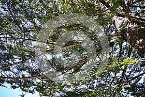 Pine tree branches with green needles against blue sky
