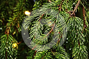 Pine tree branches with green needles and rain drops