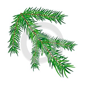 Pine tree branches, illustration vector