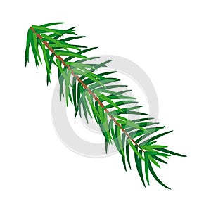 Pine tree branches, illustration vector
