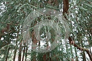 Pine tree branches with leaves in the forest