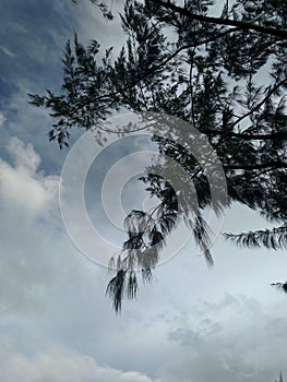 pine tree branches over white sky