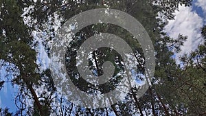 Pine tree branches pictured from below against the blue but cloudy sky. Looking up at the branches of these evergreen coniferous