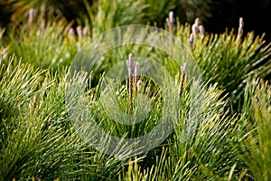 Pine tree branches with pine buds and foliage