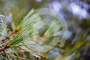 Pine tree branches after rain selective focus highlights and raindrops