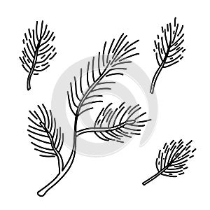 Pine tree branches set. Hand drawn vector illustration isolated on white.