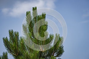 Pine tree branches sky Christmas tree, Pine branch blue sky space for text