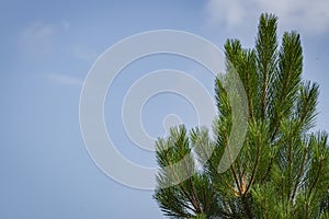 Pine tree branches sky Christmas tree, Pine branch blue sky space for text