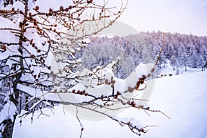 Pine tree branches with small cones in the mountain winter forest. Panoramic view of winter forest with trees covered