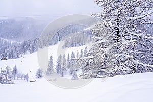 Pine tree branches with small cones in the mountain winter forest. Panoramic view of winter forest with trees covered snow. Sunset