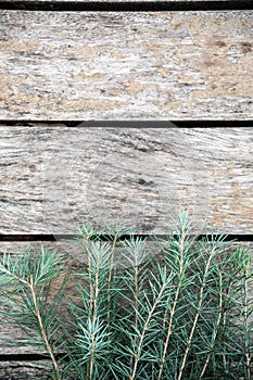 Pine tree branches vintage wood