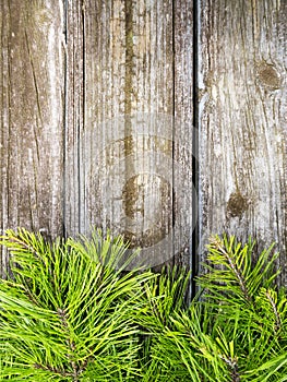 Pine tree branches vintage wood