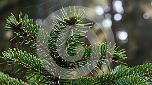 Pine tree branches with young cones.