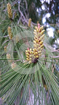 Pine tree buds in the spring