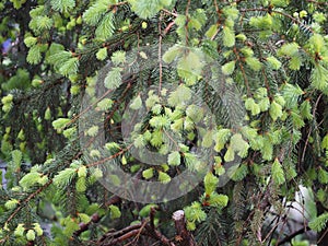 Pine tree buds in spring