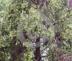 Pine tree buds in spring