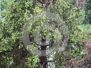 Pine tree buds in spring