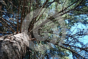 Pine tree canopy