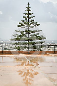 Pine tree at Carthage