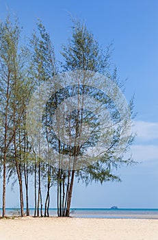 Pine tree (Casuarina equisetifolia ) on the beach