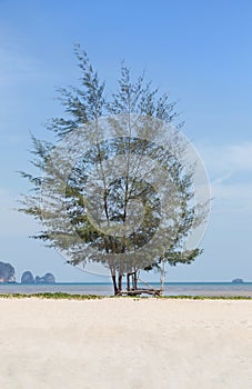 Pine tree Casuarina equisetifolia on tropical beach