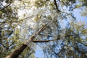 Pine tree Casuarina equisetifolia  on tropical ,Thailand