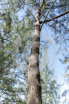 Pine tree Casuarina equisetifolia  on tropical ,Thailand