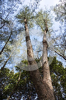 Pine tree Casuarina equisetifolia  on tropical ,Thailand