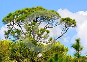 A Pine tree at the Cedar Point Environmental Reserve, Sarasota County Florida