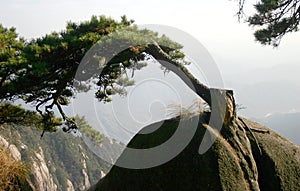 Pine tree on Chinese mountain