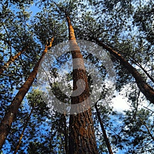 pine tree on ciherang hill photo