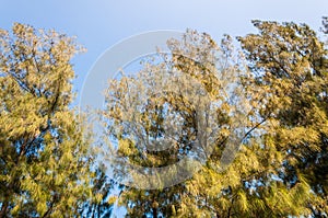 Pine tree on clear sky background