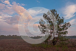 pine tree in a clearing in the evening fog