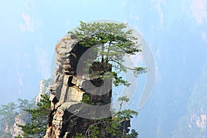 Pine tree on cliff