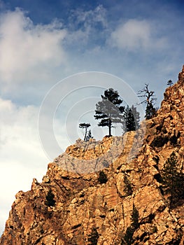 Pine Tree on Cliff in Colorado