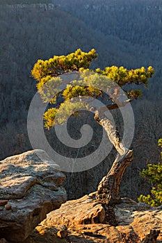 Pine Tree On Cliff Edge