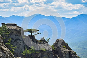 Pine tree on a cliff in the Ghost Valley national park