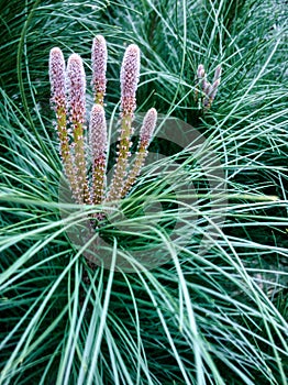 Pine tree close up, winter mood