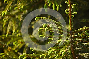 Pine Tree Closeup