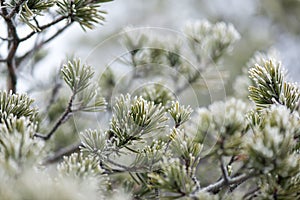 Pine tree closeup with frost