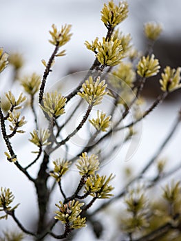 Pine tree closeup with frost